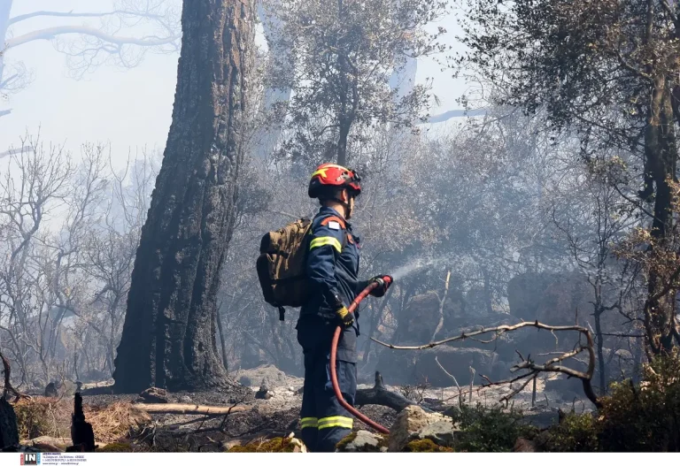 pirkagia pirosvestiki